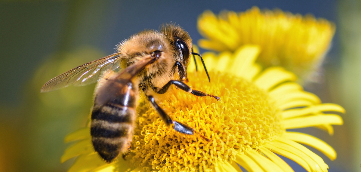 Image for the article Can you help achieve bee friendly status?