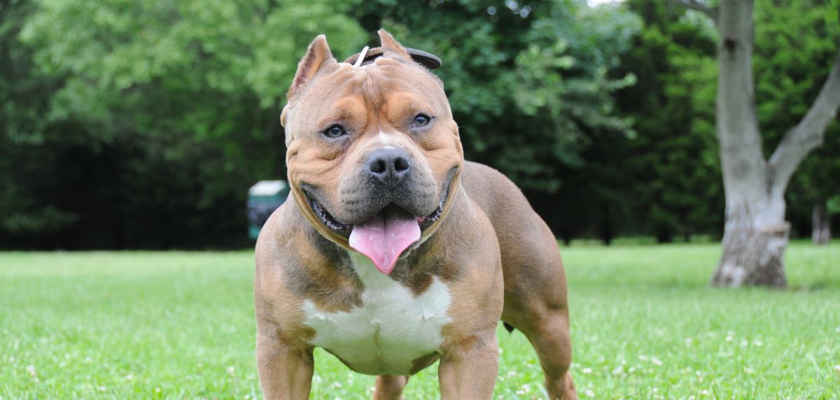 The image for American XL Bully Dogs to be Banned in Wales and England