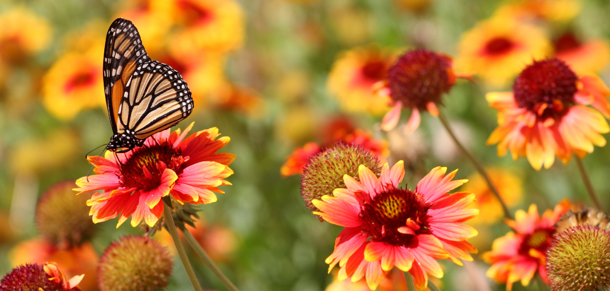 Image for the article Enhancements to bee and butterfly garden