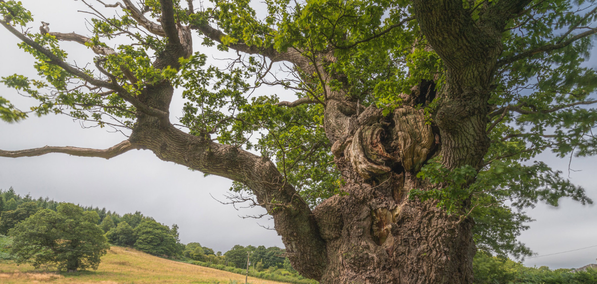 The image for Ancient tree to represent Wales