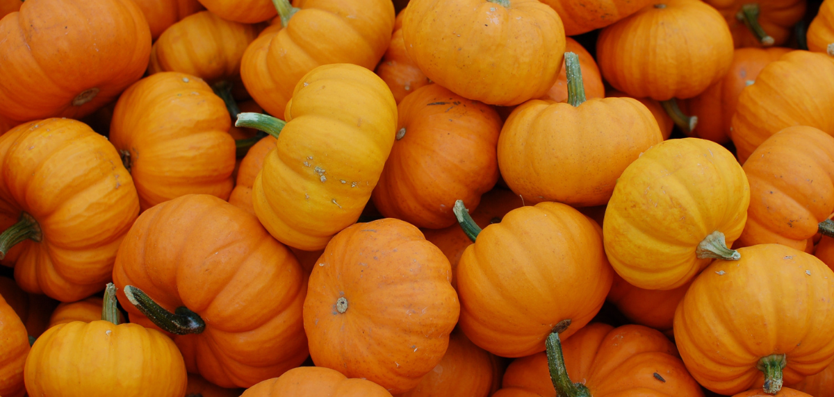 Image for the article What can I do with my leftover pumpkins?
